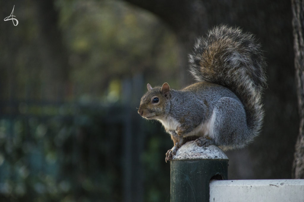 curious_squirrel