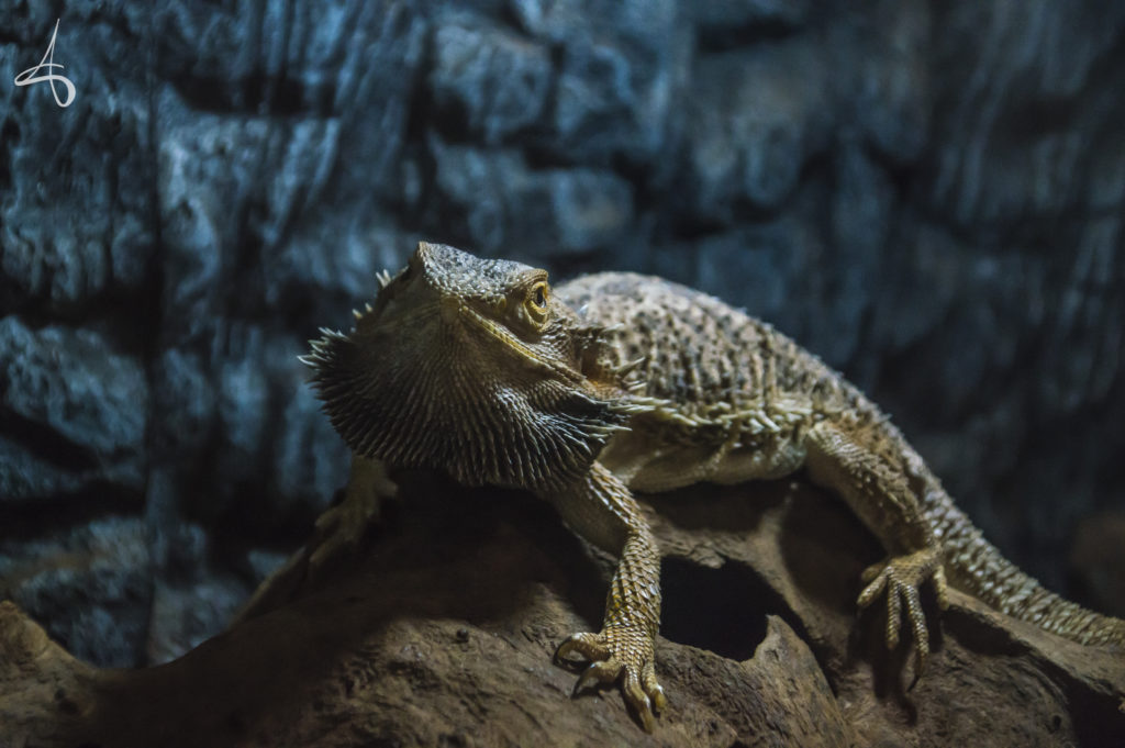 Bearded_Dragon